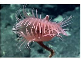 Venus flytrap anemone on top of a coral.