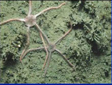 Brittle Stars