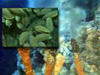 Credit: National Oceanic and Atmospheric Administration/Department of Commerce