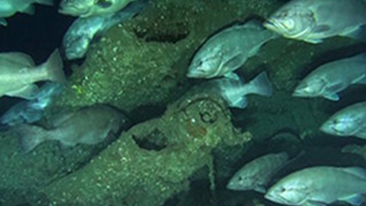 Biology of Shipwrecks from the Battle of the Atlantic