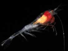 Midwater Shrimp, Hymendora glacialis