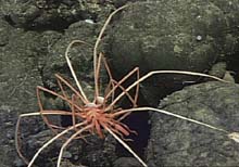 Sea spider