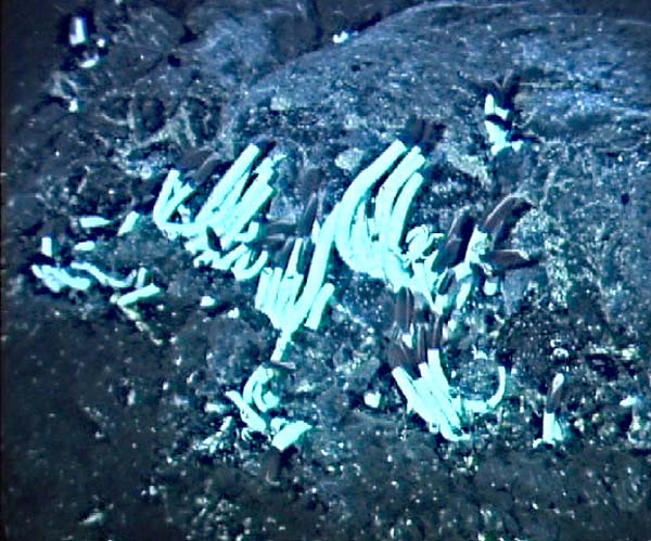 Galapagos Tubeworms