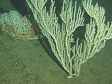 Bamboo Coral