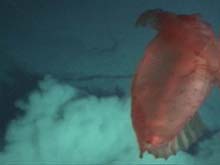 A holothurian, or sea cucumber