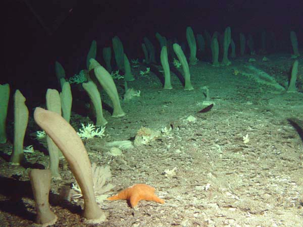 Field of sponges