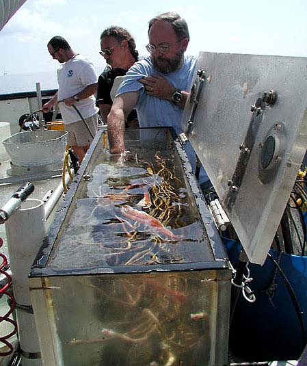 Dr. Craig Young is reaching into the biobox for some of the freshly collected tubeworms