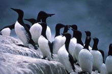 Murres