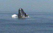 Breaching humpback