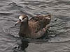 Blackfooted albatross