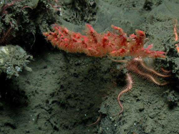 Gorgonian coral