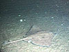 A skate cruises along the seafloor