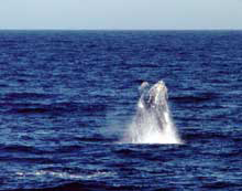 Humpback whale