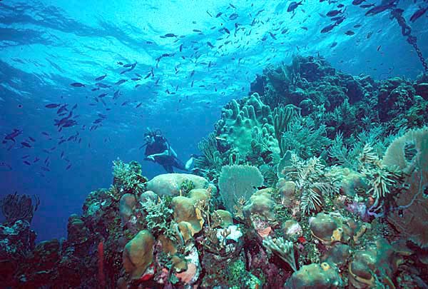 coral reef