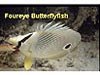 Different markings in species of butterfly fish.