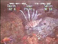 lionfish, an invasive species