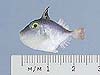 juvenile trigger fish