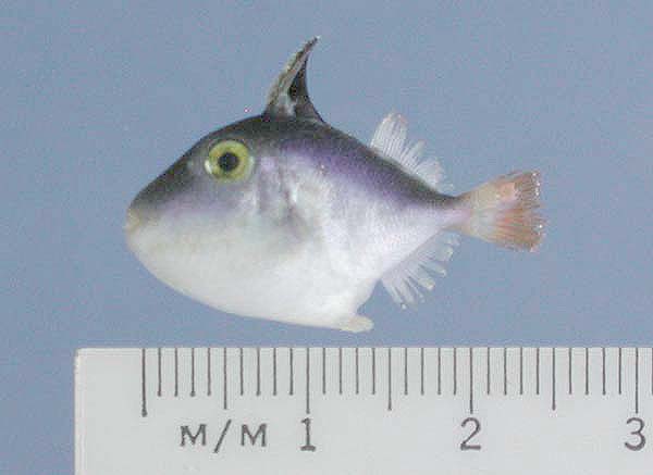 juvenile trigger fish