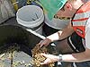 Sargassum samples being sifted through.