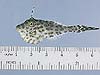 juvenile scrawled filefish