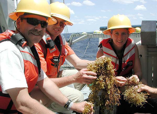 sorting through sargassum