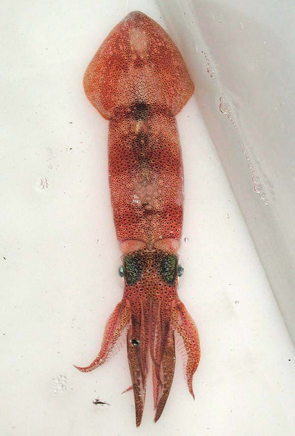 arrow squid