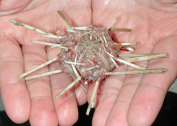 pencil urchin