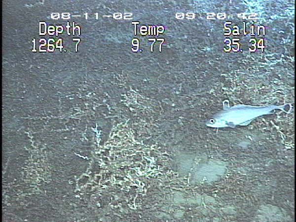 Coral hake among Lophelia coral