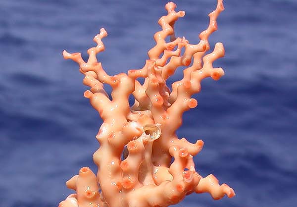 Madrepora occulata coral