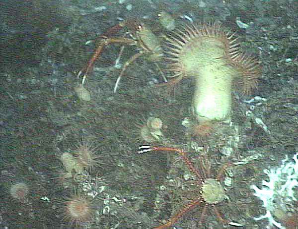 deep sea anemone and galatheid crabs