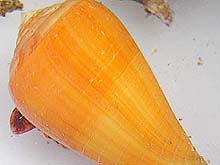 cone shell