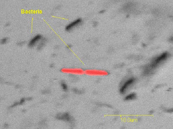 Bacteria from a sponge cell suspension