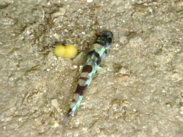 The greeneye is just one of many creatures seen during the first dive day.