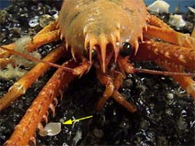 This little gooseneck barnacle only lives on crab carapaces.