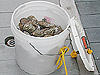 Carrion trap baited with rotting oyster.