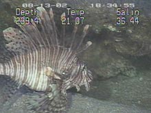 Non-native red lionfish (Pterois volitans) photographed over the Outer Shelf Reefs off Cape Fear, NC.