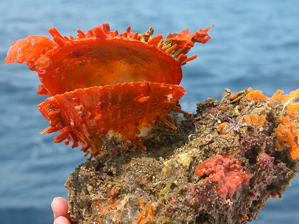 Spiny Oyster on Outer Shelf hardgrounds