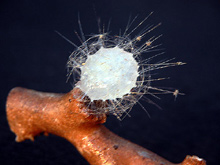 Glass Sponge