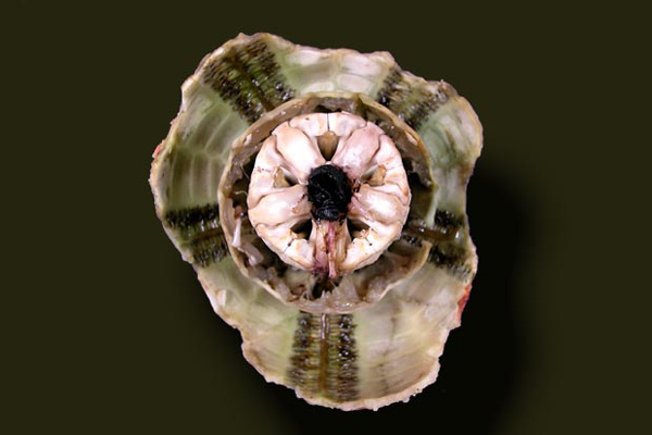 Broken urchin was brought to the surface by the submersible