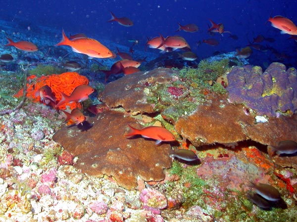 A creolefish (Paranthias furcifer)