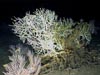 A large Madrepora coral along with Primnoa coral seen in the pictures lower left corner