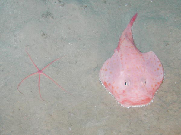 Brittle star and gaper fish