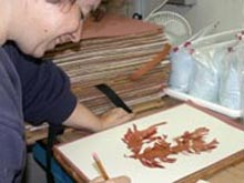 Seaweeds are pressed on herbarium sheets for further study and repository in botanical Herbaria