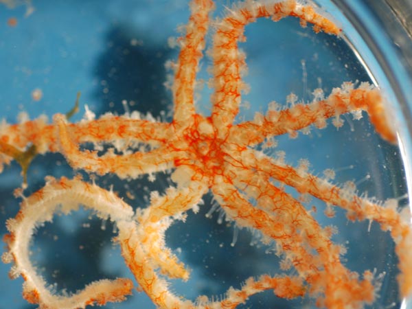 A delicate juvenile sea star, Coronaster briareus