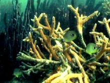 Foureye butterflyfish (Chaetodon capistratus) in a colony of Acropora cervicornis (stag horn coral)