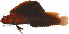 A banner blenny (Emblemaria atlanticus)