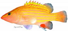 The Spanish flag (Gonioplectrus hispanus)