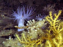 White anemones were found intermingled with orange gorgonian.