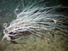 A Bamboo coral (Acanella sp.)