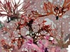 A Collage of red algae